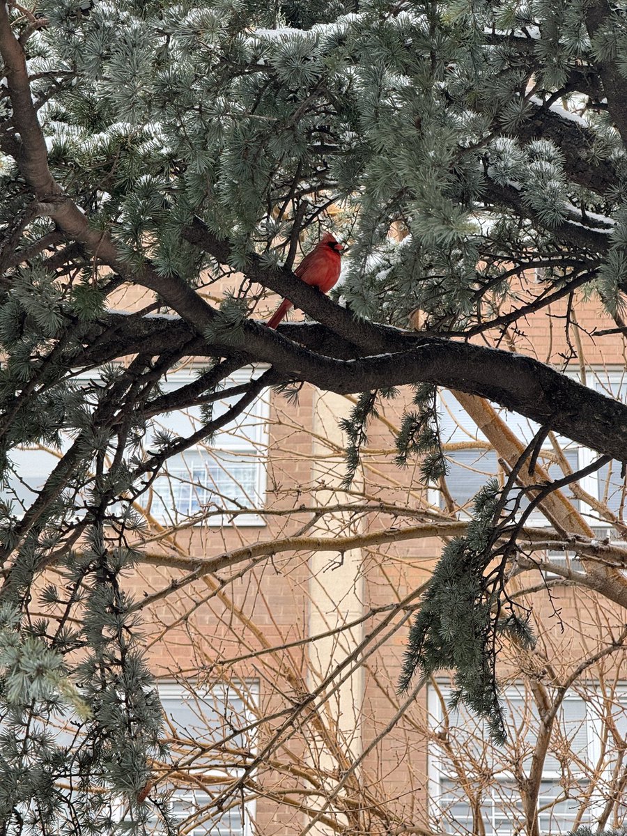 Omg!!!! Look what I saw today 😍😍😍#cardinalbird #redbird