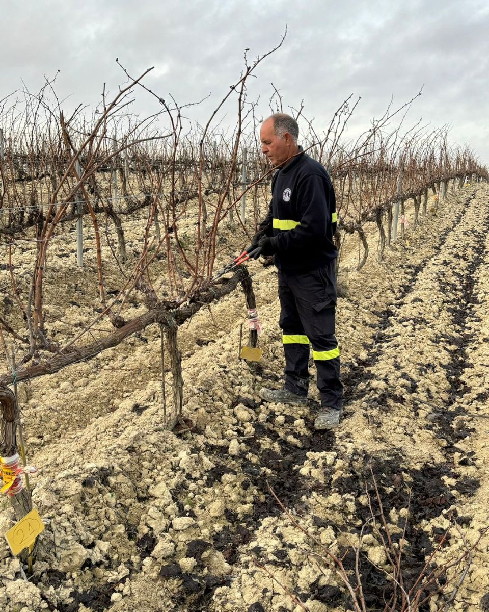 Ecovalia's tweet photo. Trabajos de poda de las parcelas del ensayo del GO Invitex-PX. Más info: https://t.co/kqbPZQEvJt
@diputacioncadiz @univcadiz @williamshumbert @VinosJerez @AgriculturAnd
#GOInvitecPXeco #GOInvitecPX #vinoecologico #VinoJerez #PedroXimenez #FondosEuropeos #iticadiz #MarcoDeJerez https://t.co/61kAKoYSvI