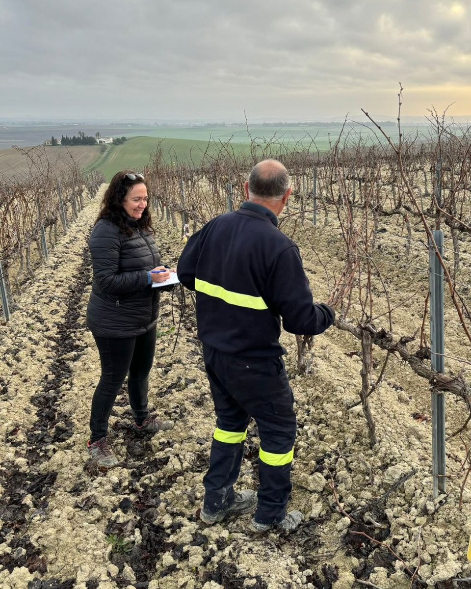 Ecovalia's tweet photo. Trabajos de poda de las parcelas del ensayo del GO Invitex-PX. Más info: https://t.co/kqbPZQEvJt
@diputacioncadiz @univcadiz @williamshumbert @VinosJerez @AgriculturAnd
#GOInvitecPXeco #GOInvitecPX #vinoecologico #VinoJerez #PedroXimenez #FondosEuropeos #iticadiz #MarcoDeJerez https://t.co/61kAKoYSvI