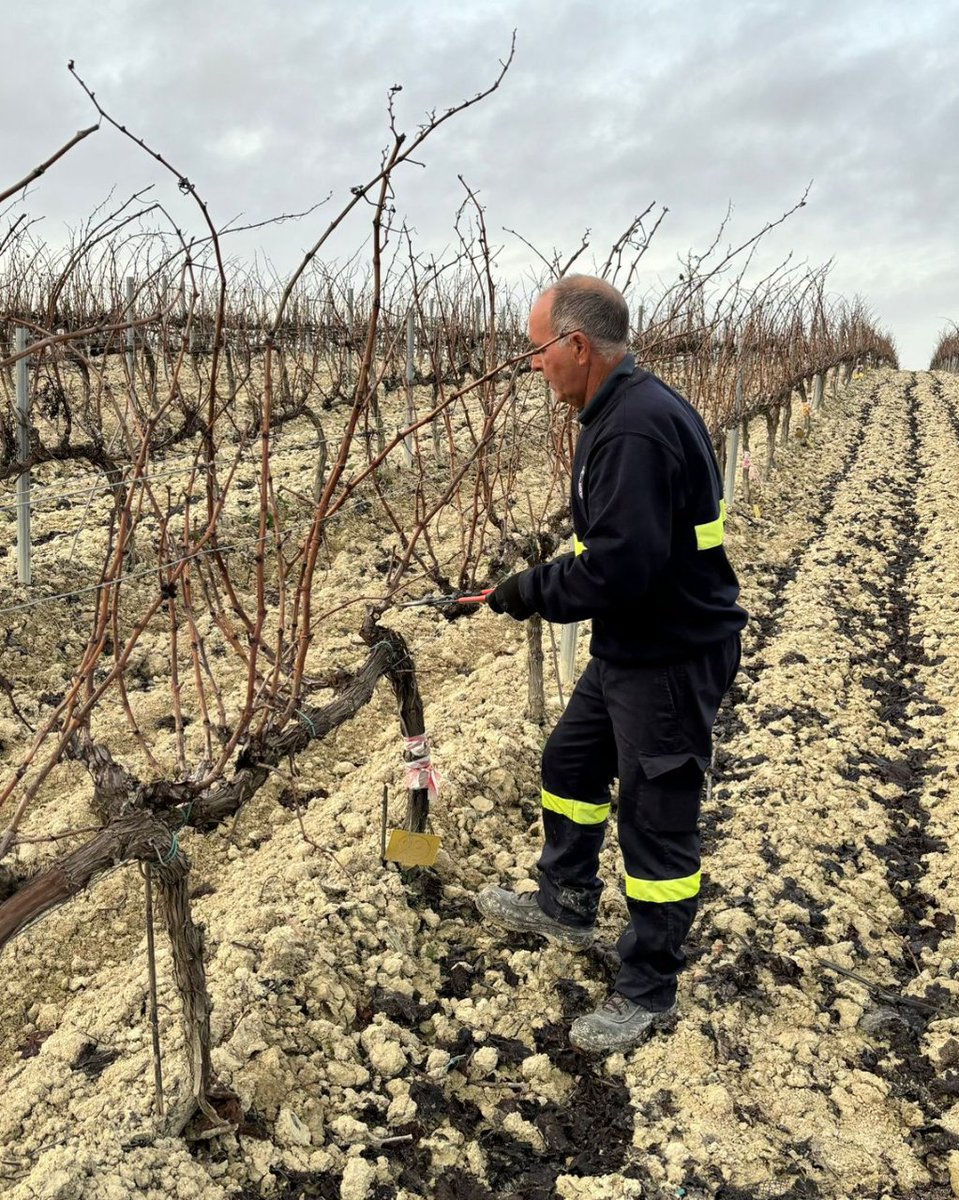 Ecovalia's tweet photo. Trabajos de poda de las parcelas del ensayo del GO Invitex-PX. Más info: https://t.co/kqbPZQEvJt
@diputacioncadiz @univcadiz @williamshumbert @VinosJerez @AgriculturAnd
#GOInvitecPXeco #GOInvitecPX #vinoecologico #VinoJerez #PedroXimenez #FondosEuropeos #iticadiz #MarcoDeJerez https://t.co/61kAKoYSvI