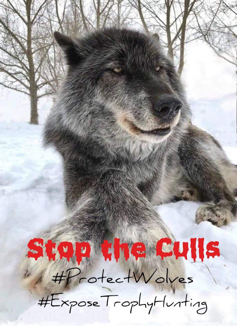 #BanTrophyHunting 😡
#StoptheCull 
#ProtectWolves #Wolves