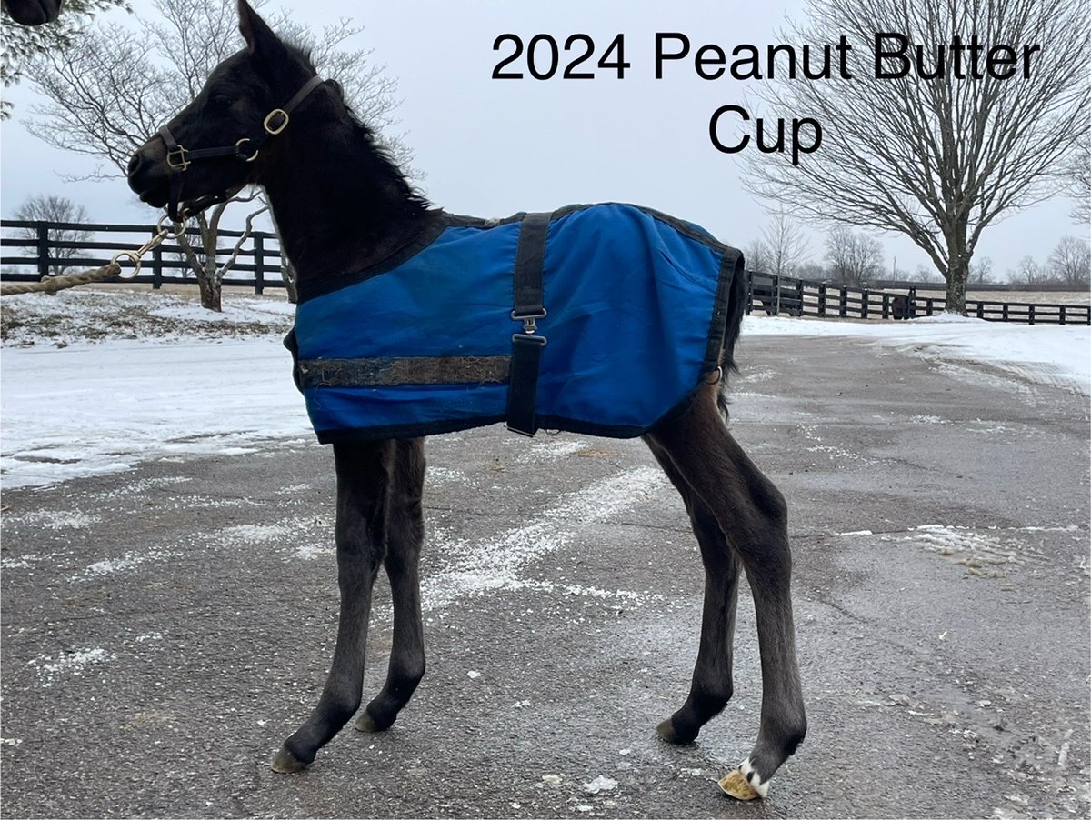 GREAT NEWS! Take a look at the beautiful photo. We have a newborn baby colt by Mo Town out of our Candy Ride mare Peanut Butter Cup. He is aptly named 'CALL ME MO REESE' from the line in the great song The Joker by The Steve Miller Band, 'Some people call me Maurice...whew whew'…