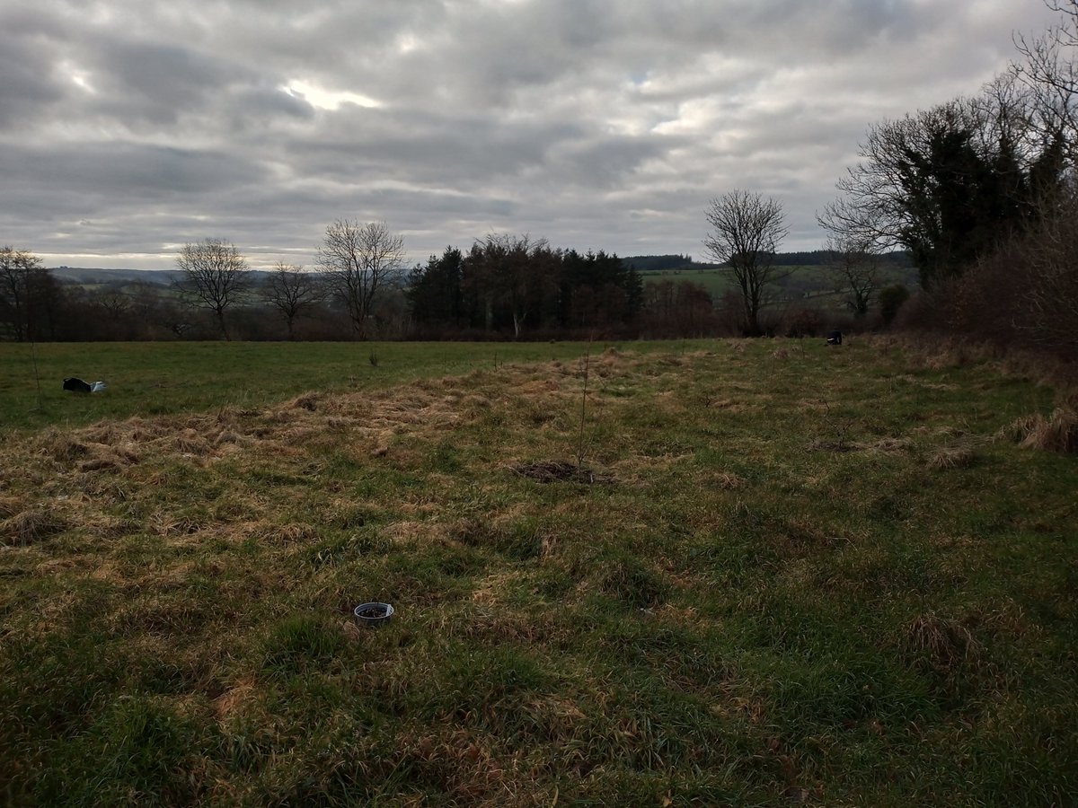 Great day <a href="/CefnGarthenor/">CefnGarthenor</a> planting the last of the trees. Hedgerows and margins have been encouraged to gradually move into the fields. Low density planting trees and shrubs in the field will help create a wood pasture. In time, cattle will be moved in to graze amongst the trees.