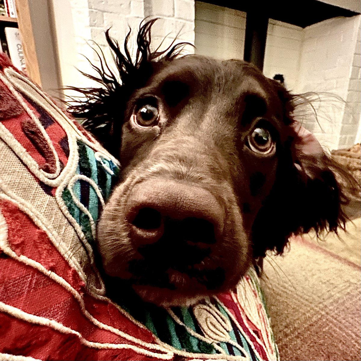 MadCowFudge's tweet photo. #someone is #overtired https://t.co/VBip4tfwv9