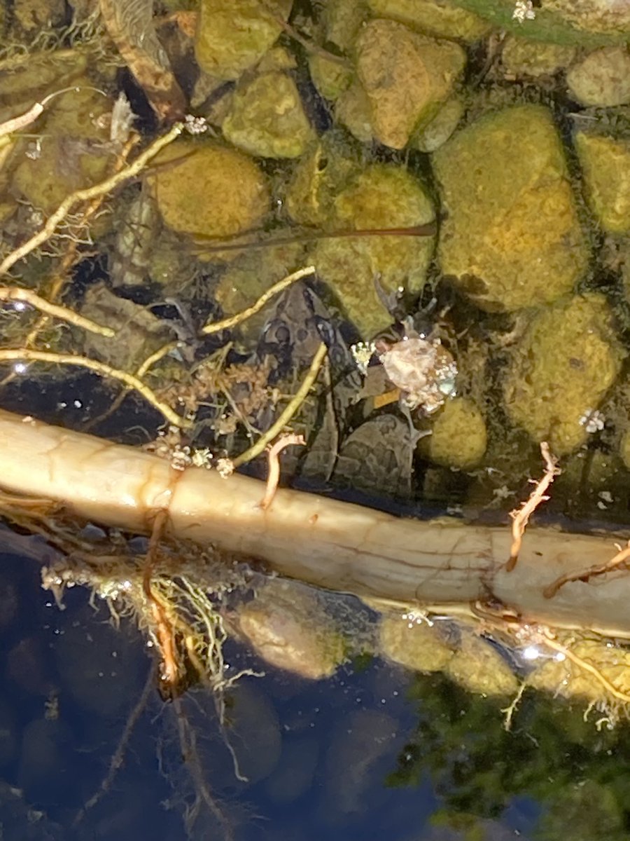 xentama's tweet photo. @gremren_ Fun fact: there’s a frog that lives in my little pond. Snapping a pic of them is rare because they’re very skittish, but I still managed to get one! https://t.co/XYbQ1p5m57