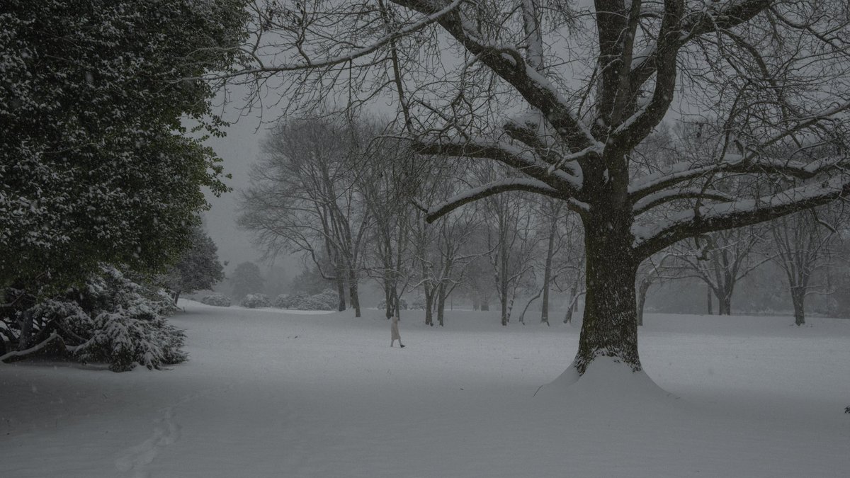 wandering around during snowfall