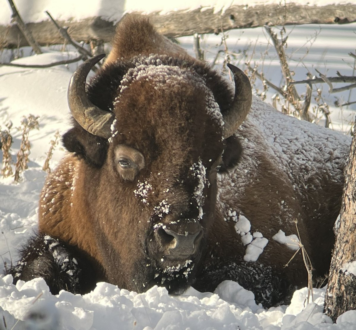 CoachBoustead's tweet photo. Yellowstone in the winter is next level… even when it’s -40 🥶 https://t.co/LTPkUG2CAf