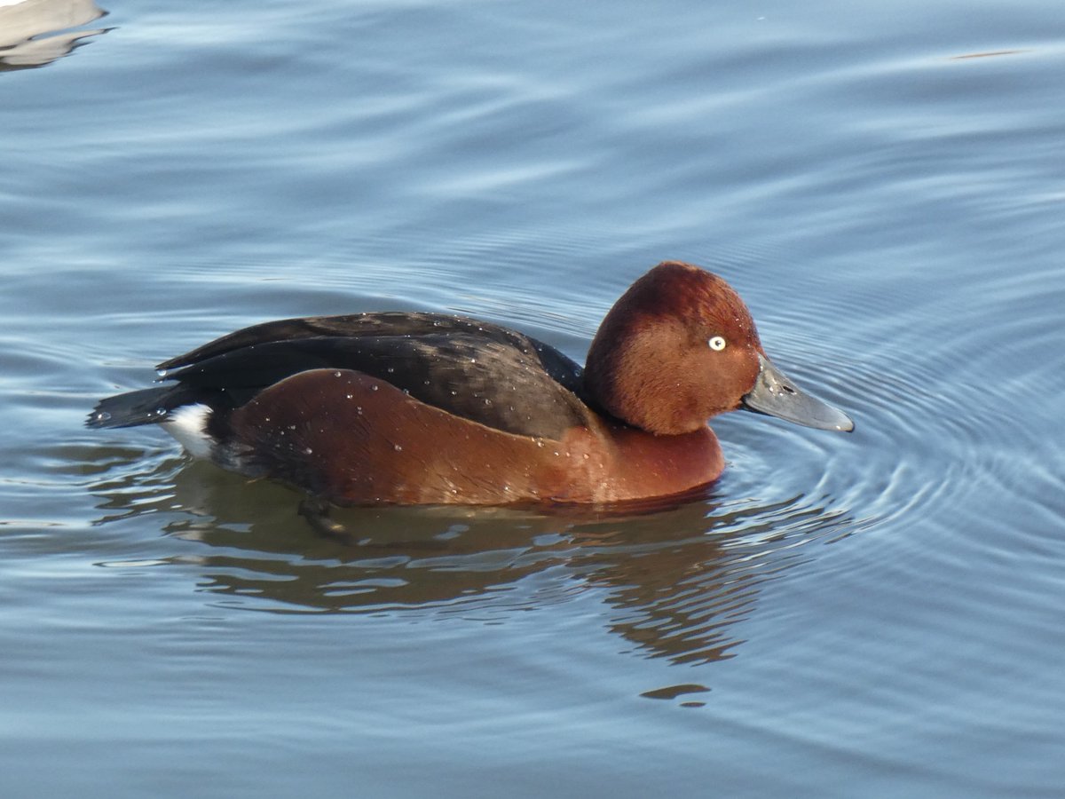 A gorgeous drake Ferruginous Duck on Jubilee Pond at Wanstead Flats found by @tharris0457 #londonbirds