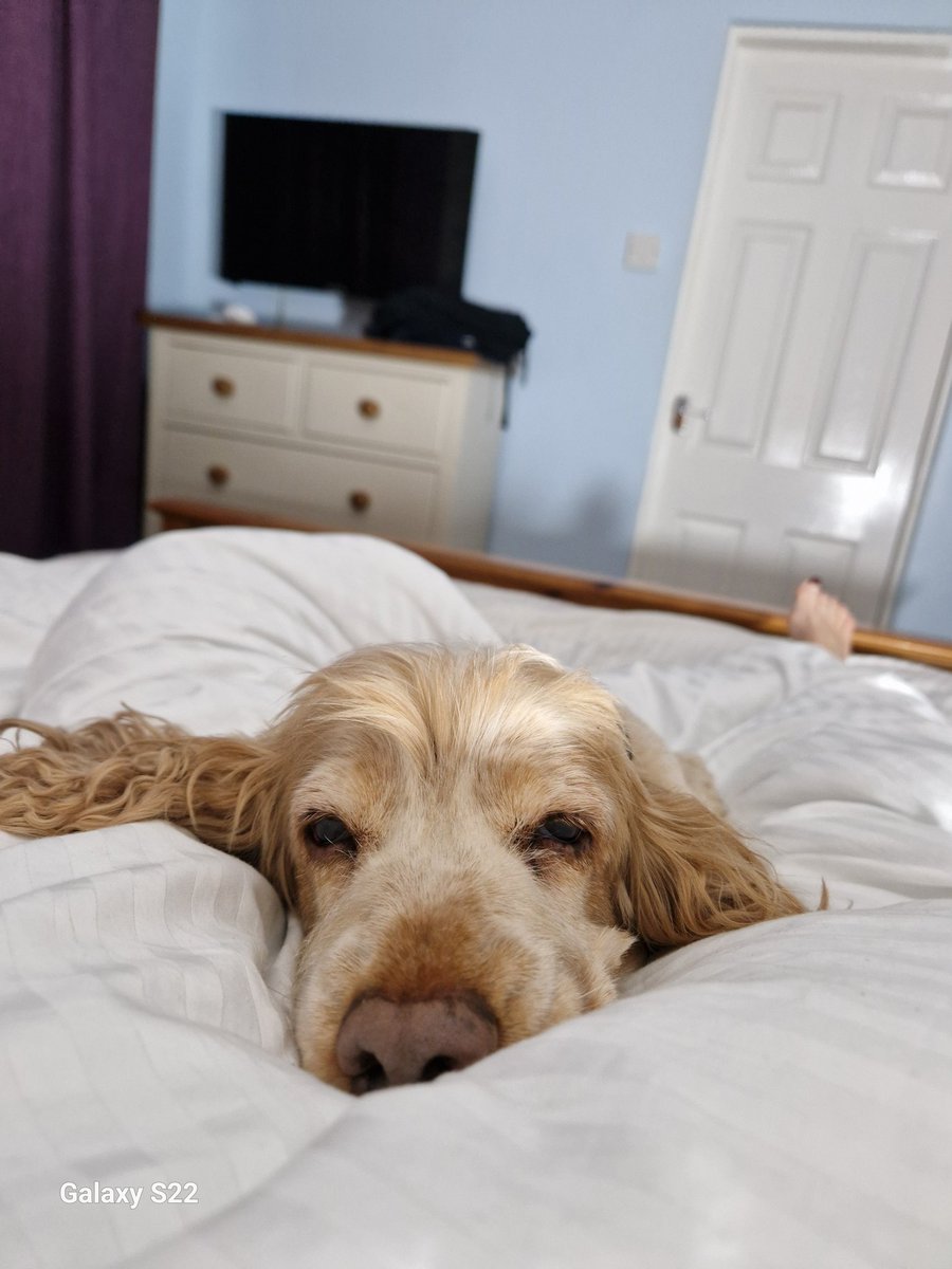 rootsoflife5's tweet photo. Thank you for being by my side today Daisy 💕 now the #winter #lurgy as caught up on me.

Not that it matters because it's so cold outside https://t.co/e6IcpNcupU