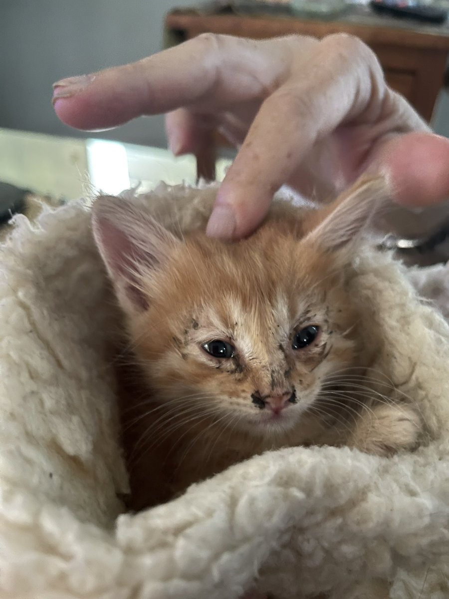 My sweet lil’ Jasper snuck out the back door Sunday morning and slipped out of my life and I’m devastated.