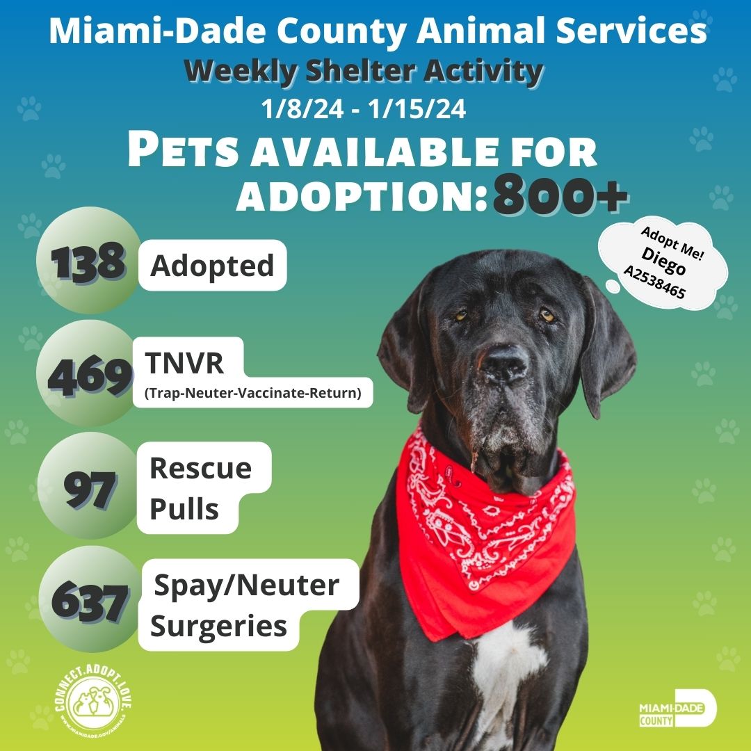🌟 Making a difference, one paw at a time! These numbers share our dedication to every furry companion in #OurCounty. 🐾❤️ #AdoptDontShop #MiamiShelter #TNVR #Rescue #SpayNeuter #ShelterPets #ShelterCat #ShelterDog #LoveForPets