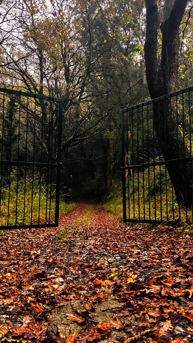 A fall day unveils the gateway to an incredible ancient forest adorned with majestic old trees. 🍂🌳 #AutumnMagic #AncientTrees #NatureWonder #ForestStroll #treeday #treetime #photo #photographer #photograghy #photooftheday #nature #NaturePhotography #Italy #Autumn #fotografía