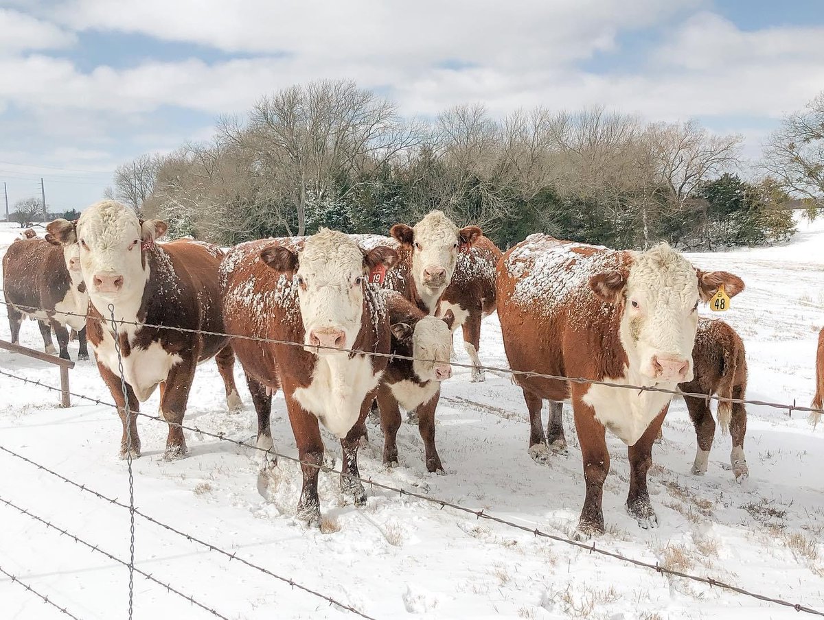 Texas Farm Bureau tweet media