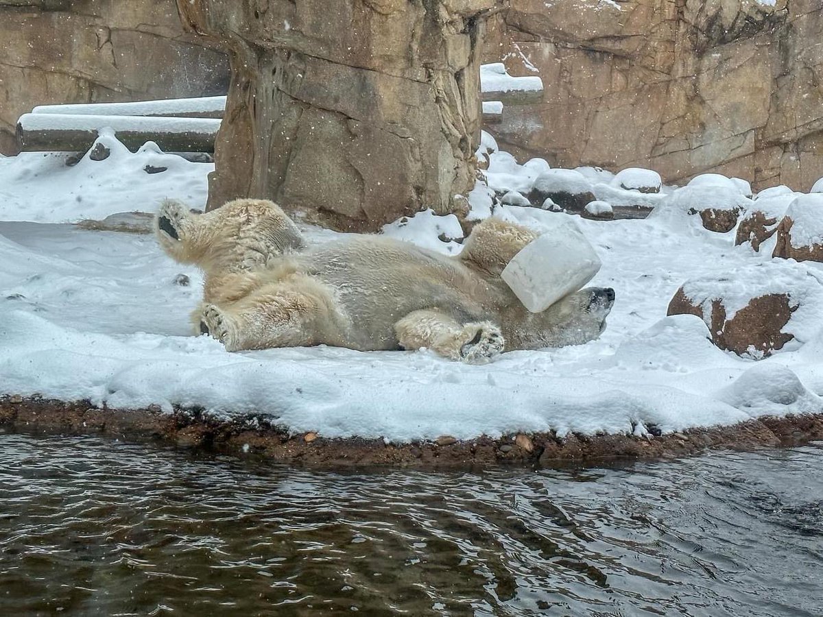 MemphisZoo's tweet photo. When they make the weather their whole personality ❄️

📷 CZO Courtney 
#memphiszoo https://t.co/0xWPYUUu9R