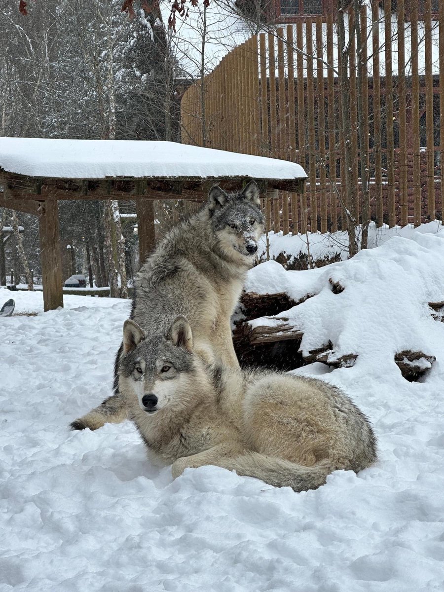 MemphisZoo's tweet photo. When they make the weather their whole personality ❄️

📷 CZO Courtney 
#memphiszoo https://t.co/0xWPYUUu9R