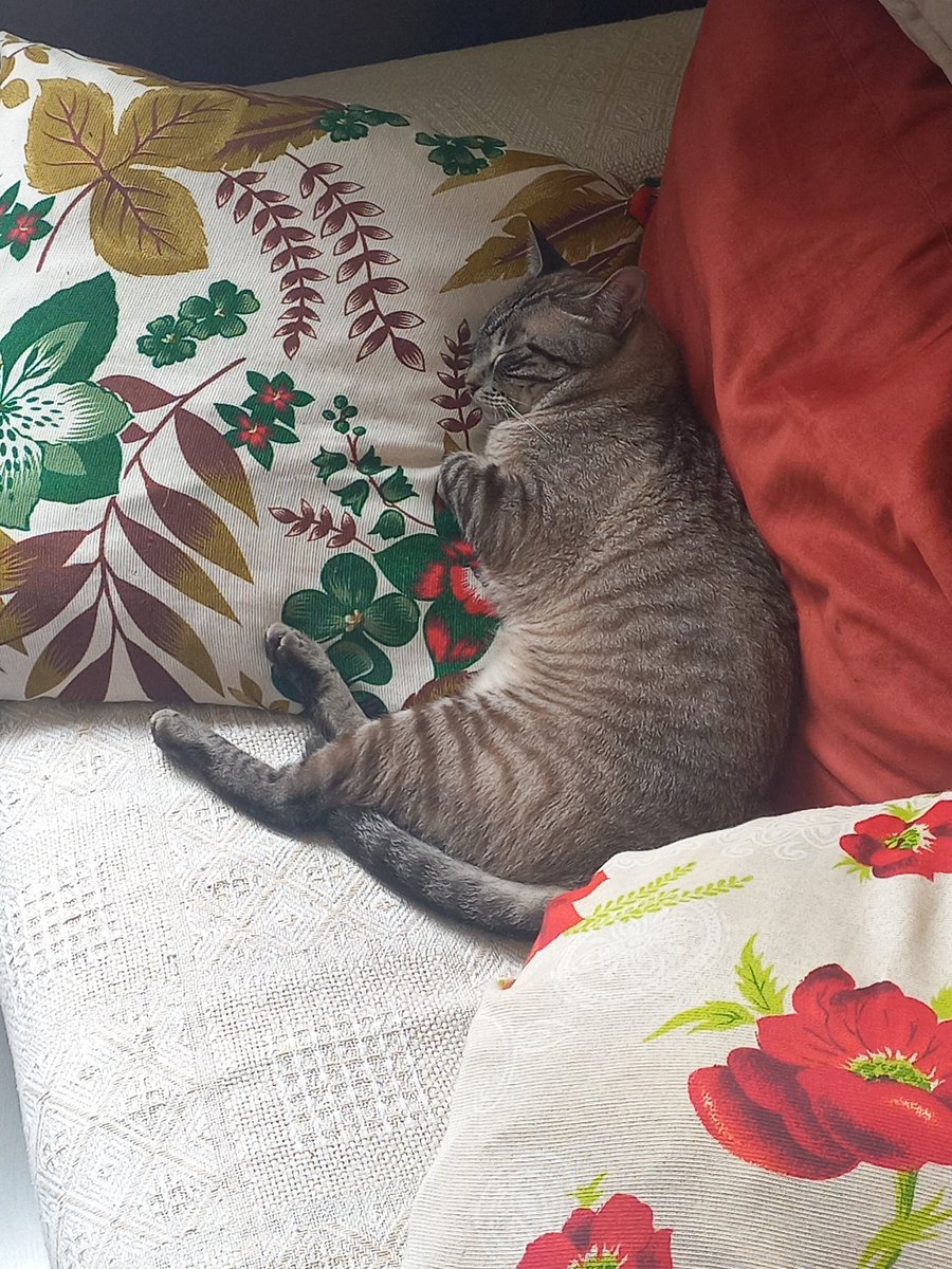 ventilador ligado, almofada confortável, no décimo sono...
gato burguês safado
