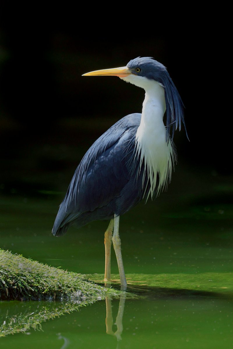 Behold the graceful Pied Heron, striking a pose in the serene waters of Birdworld Kuranda, Australia!  This elegant creature is a master of patience, waiting for the perfect moment to snatch its next unsuspecting fish🇦🇺
#birds #NaturePhotography #nature #NatureBeauty #tuesdayvibe