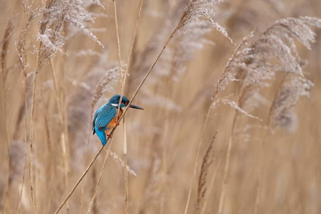 RJvdLeij's tweet photo. Een leuke week in het veld met mooie soorten voor de lens tijdens de paar vorst dagen. https://t.co/j9Wr9TP1OT