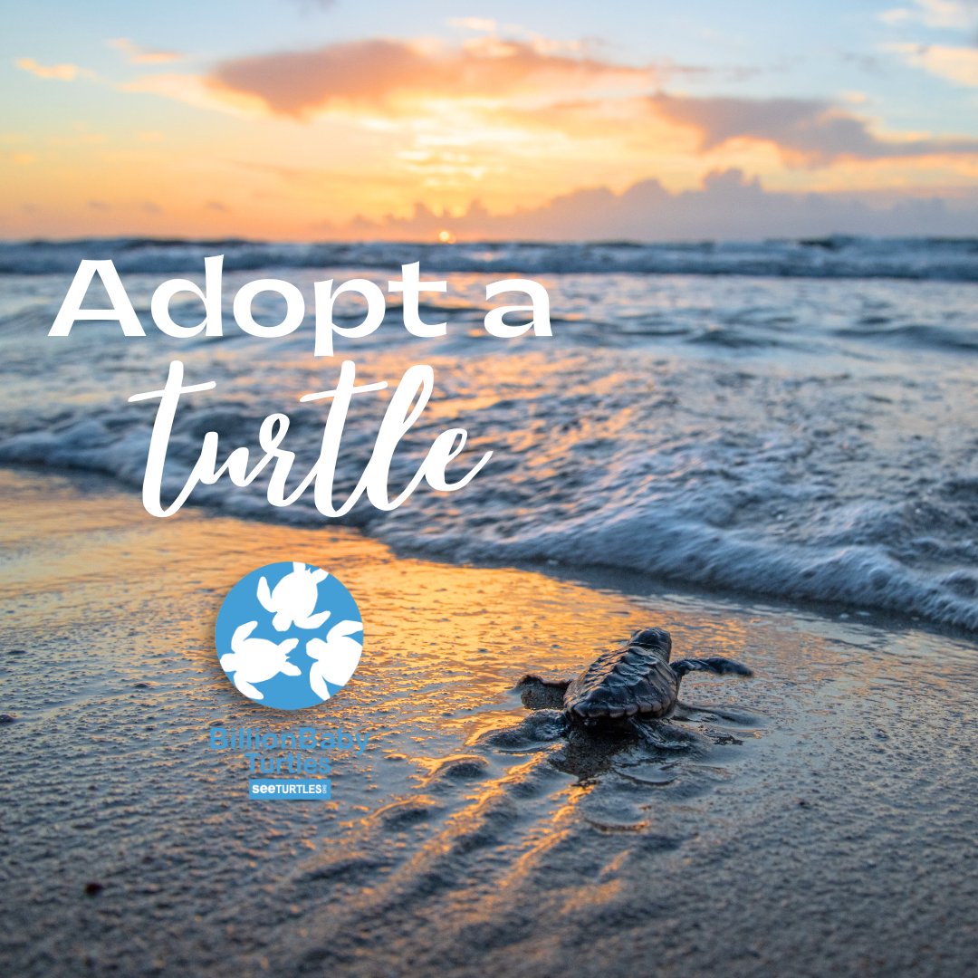 SEEturtles's tweet photo. Did you know you can symbolically adopt a baby turtle? Your adoption will help protect sea turtle hatchlings around the world, plus you’ll get a certificate and a few other turtle trinkets.
Adopt today here: https://t.co/La7IjjpUL2
#seaturtle #adoptaturtle #hatchling #beach https://t.co/qxiQL1bSan