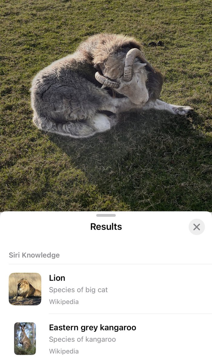 papermacheskies's tweet photo. Not quite #Siri… 😂🐑 https://t.co/Q0u24hjQto