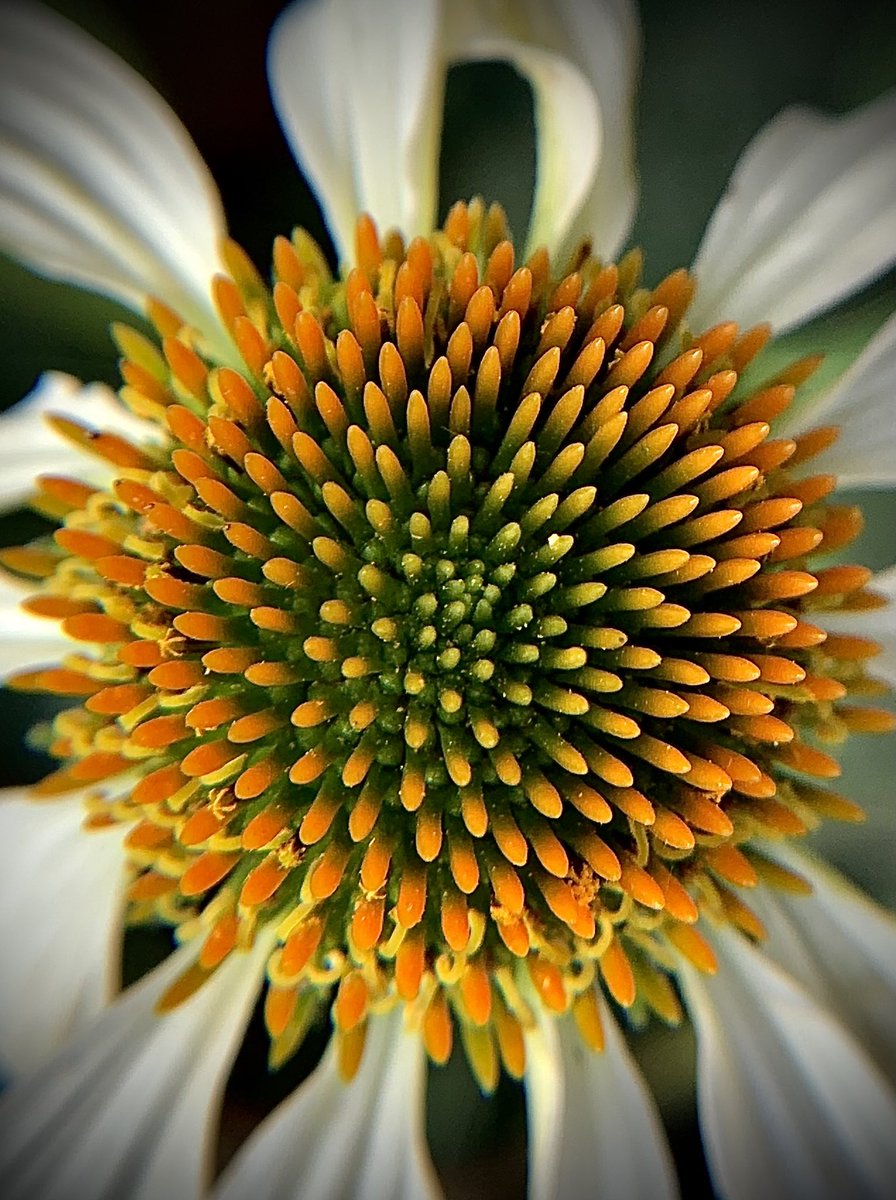 Happy Sunday, to You. The windchill is 34° below 0, so here’s a coneflower from warmer days, for #SundayYellow. From that day in October.