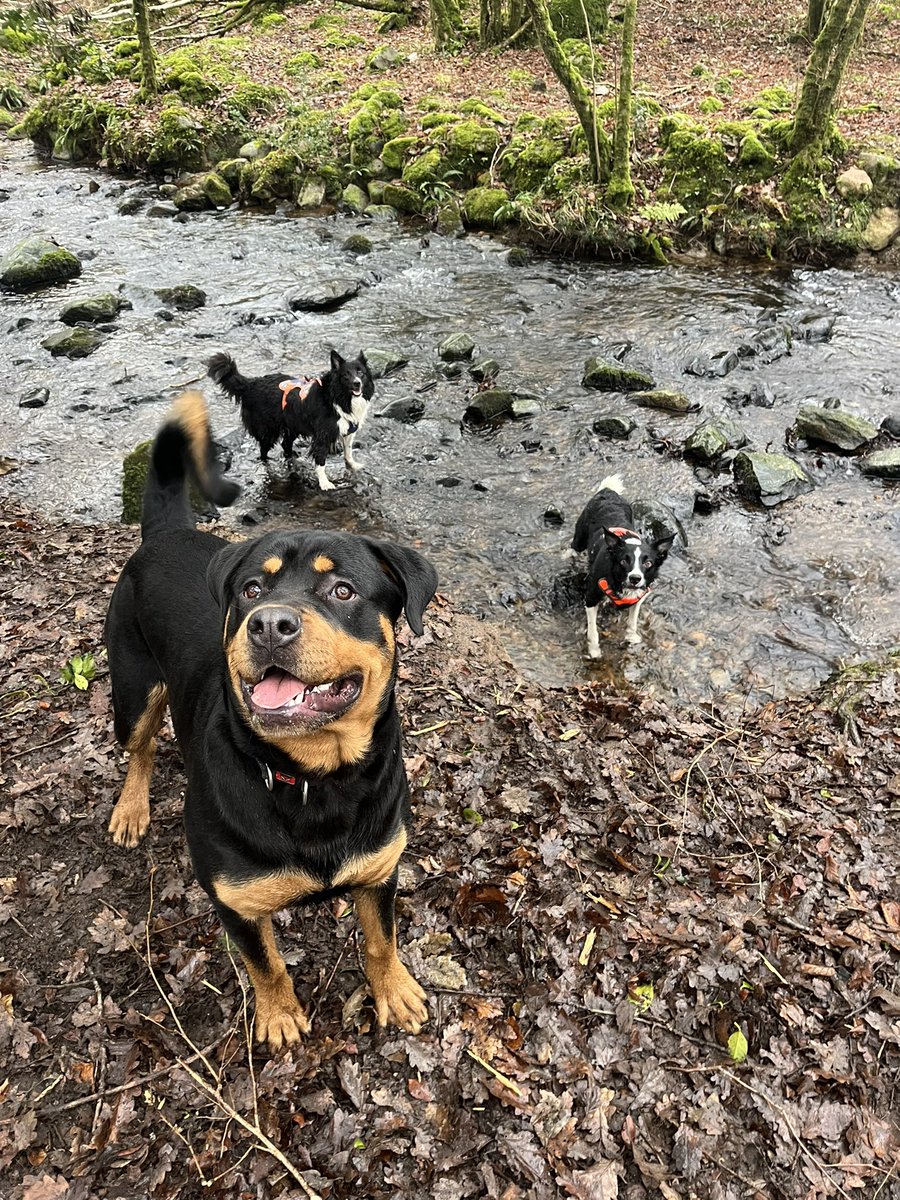 1GrahamBearman's tweet photo. No mountains today just a nice steady 9 miler with the dogs #FreshSunday #Mili #Macs #Buddy https://t.co/GCdC4zRg7t