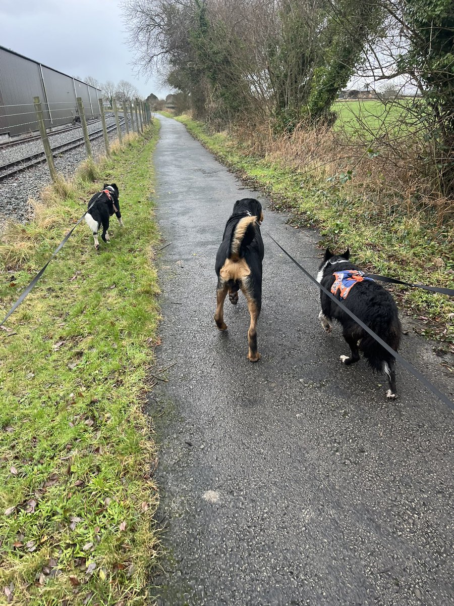 1GrahamBearman's tweet photo. No mountains today just a nice steady 9 miler with the dogs #FreshSunday #Mili #Macs #Buddy https://t.co/GCdC4zRg7t