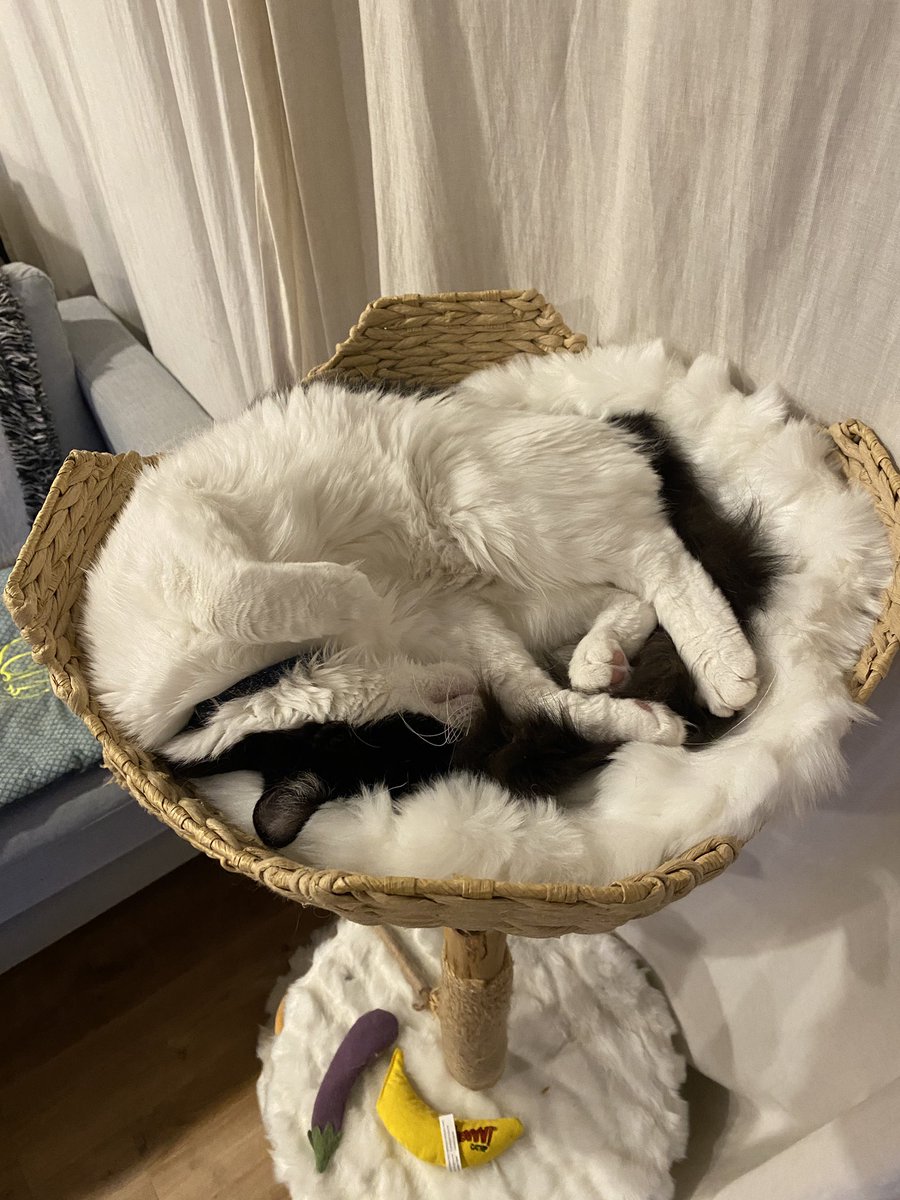 dailypoko's tweet photo. https://t.co/ztpmQ3sZbN