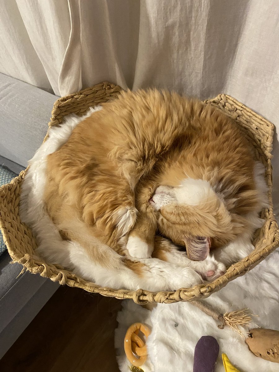 dailypoko's tweet photo. https://t.co/ztpmQ3sZbN