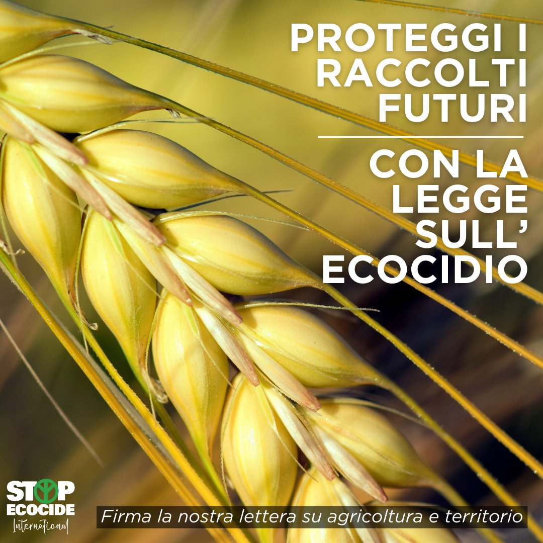 L’istituzione di un crimine internazionale di #ecocidio fisserà parametri per scoraggiare + prevenire i peggiori danni alla natura + regolare il campo di gioco per approcci rigenerativi in agricoltura. Scopri di più e firma la nostra lettera: stopecocide.earth/farming-and-la… #StopEcocide