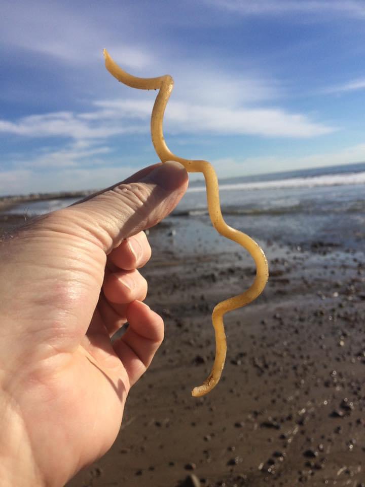 BStevensonLab's tweet photo. Giant Beach Spirochete!
Ventura, CA,
Biology of Spirochetes Gordon Conference
#SpirochetesGRC https://t.co/adfKIIL3v7