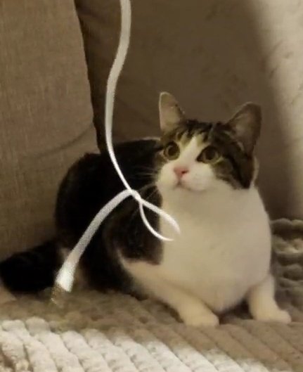 encorejad's tweet photo. Alors mon chat le déglingue mais c'est pas une compétition https://t.co/DybdxKJNdT