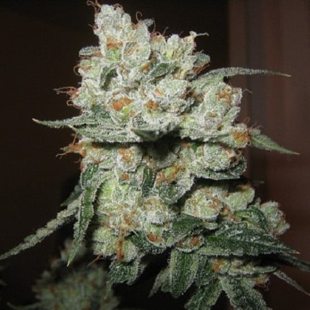 SensibleSeeds's tweet photo. https://t.co/d8H9z0J0cn
#sensible_seeds
#CannabisCommunity
#Marijuana
#Weedstagram
#420Life
#CannabisCulture
#HighLife
#SmokeSesh
#LegalizeIt
#MMJ
#CannabisLovers
#OGKush
#OGKushLove
#OGKushLife
#KushNation
#OGStrain
#premiumcollection
#super_seeds
#seed_collection https://t.co/TdRbJLiUjp
