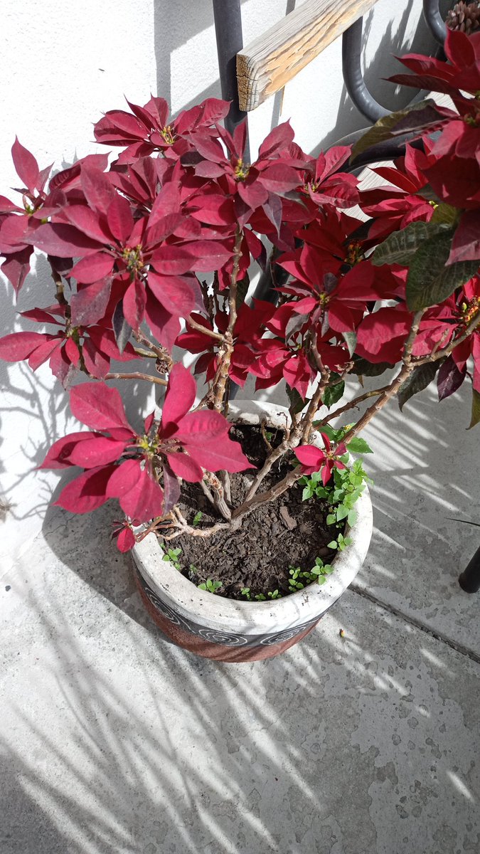 También vine a presumir mis nochebuenas, la naranja es una chulada y la color vino no se diga, hace un año estaban casi muertas, porque las abandone