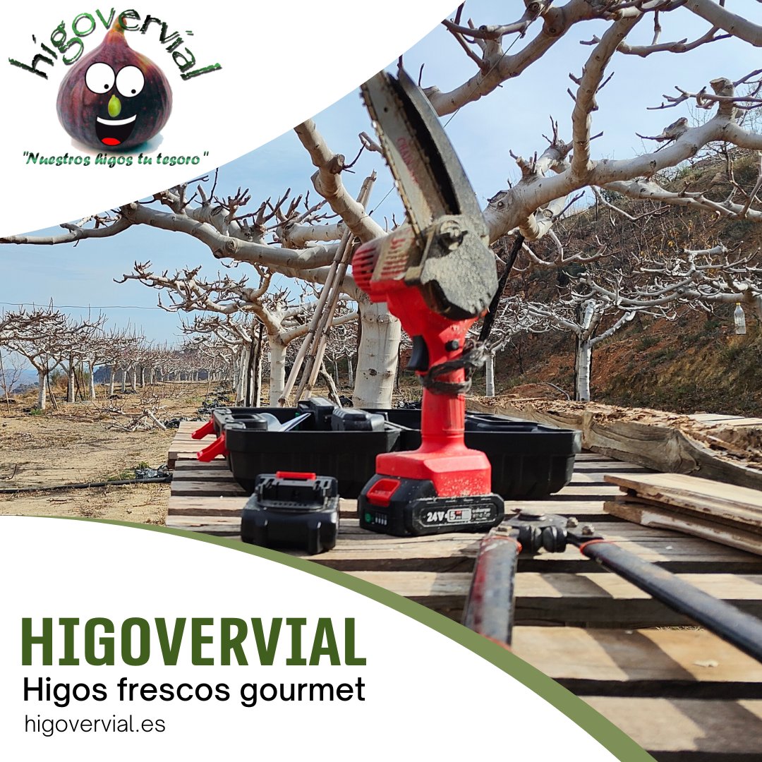 🌳 #TIEMPODEPODA 😉 Estamos en plena época de poda de nuestras higueras. Cada variedad, una poda diferente.

La poda junto con el abonado y riego nos asegura una estupenda calidad del higo.

#higo #higos #higofresco #orquino #depascua #gourmet #XXL #laalpujarra