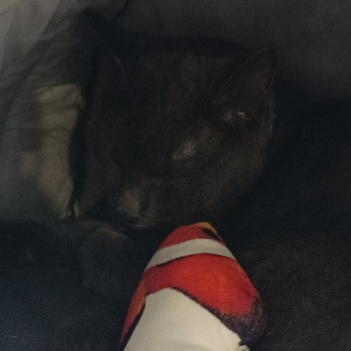 А от тепер мені реально хочеться плакати, бо у мене такий діагноз. Ребят, не ображайте інших та взагалі людей з РАС та РДУГом 😔
Ми й так знаємо за всю хрінь в розладі. Та взагалі краще сказати, що ви їх сприймаєте якими вони є ( це дуже приємно чути всім ). Котик з котокафе