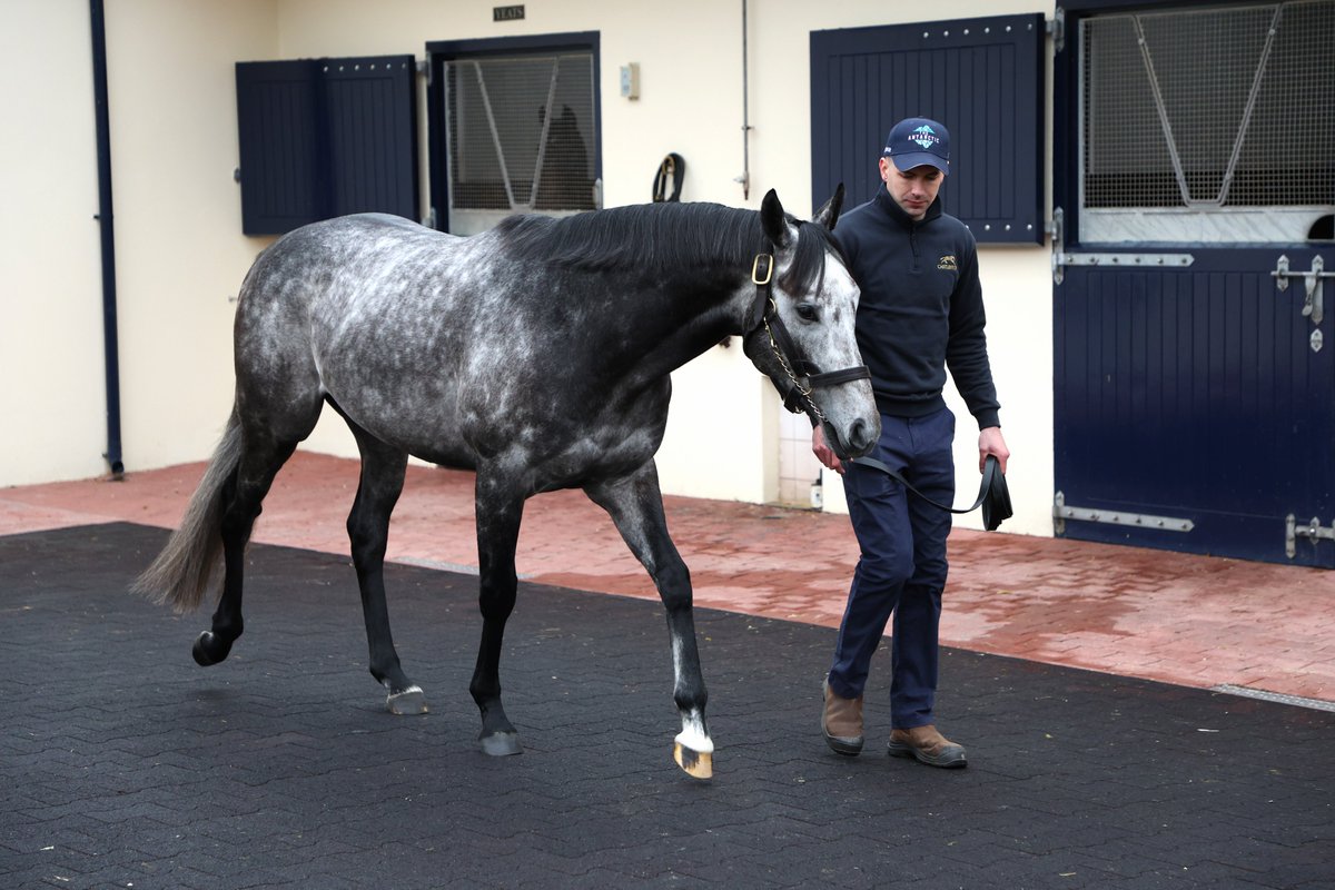 New to Castlehyde for this year, The Antarctic. A high class two year old and a full brother to champion Battash. He is a gorgeous type and his merch looks absolutely class too, especially the hat!🤩🤩🙏haha
#IrishStallionTrail