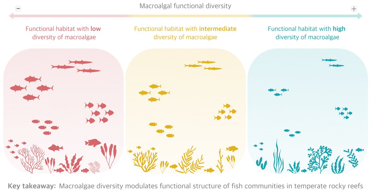 Jose A. Sanabria-Fernandez, PhD (@jose_a_sanabria) on Twitter photo 🚨Paper Alert🚨
Unveiling functional linkages between habitats and organisms 🔎🌱🐟🐠
👇👇👇
doi.org/10.1016/j.mare…
<a href="/alexandregen1/">Alexandre Génin @alexg@ecoevo.social</a> @vdakos <a href="/bibici_usc/">🗺 Biogeography @BiBiCI-USC 🪲</a> <a href="/cretus_usc/">CRETUS</a> <a href="/UniversidadeUSC/">USC</a> <a href="/UniBarcelona/">Universitat de Barcelona</a> 🚨Paper Alert🚨
Unveiling functional linkages between habitats and organisms 🔎🌱🐟🐠
👇👇👇
doi.org/10.1016/j.mare…
<a href="/alexandregen1/">Alexandre Génin @alexg@ecoevo.social</a> @vdakos <a href="/bibici_usc/">🗺 Biogeography @BiBiCI-USC 🪲</a> <a href="/cretus_usc/">CRETUS</a> <a href="/UniversidadeUSC/">USC</a> <a href="/UniBarcelona/">Universitat de Barcelona</a>