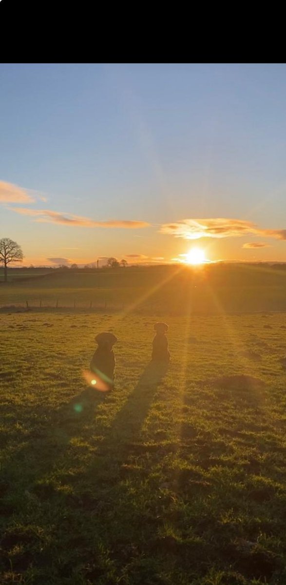 Wk 2 #NHS1000mikes and back to it HIIT class and walking totally 25m 😊Favourite photo of the week #NorthYorkshire sunset with my four legged friends 🐾 🐾 @KathEvans2 @JackieSmith_nmc