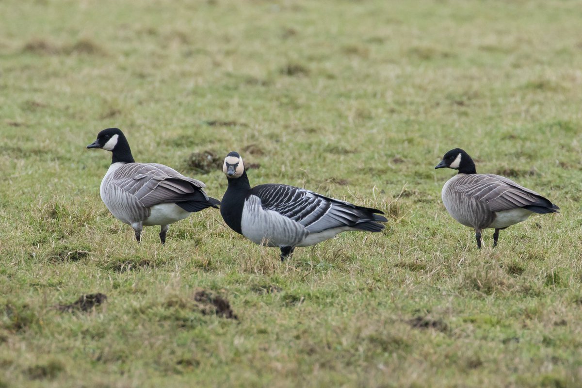 Cracking views of this Barnacle Goose at Monechorrie, Islay today. Photo Jack Morris