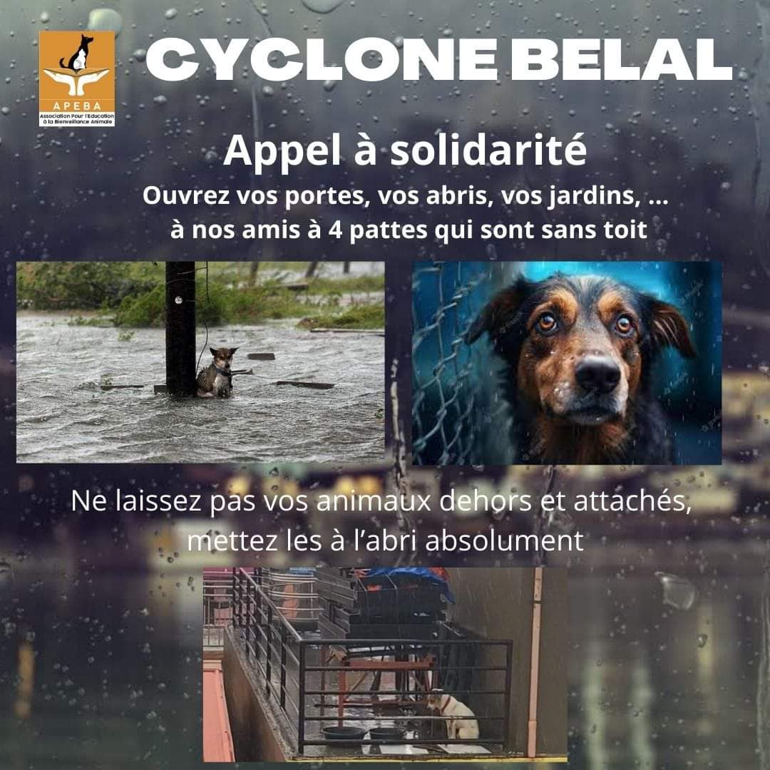 PartiAnimaliste's tweet photo. Le cyclone #Belal approche de La #Réunion ! 

Nous appelons les habitants à rentrer leurs animaux et, si possible  également, les animaux sans toit, errants, pour les protéger. 

La solidarité doit aussi concerner les animaux qui subiront de plein fouet les intempéries ! https://t.co/isX4RLYQLe