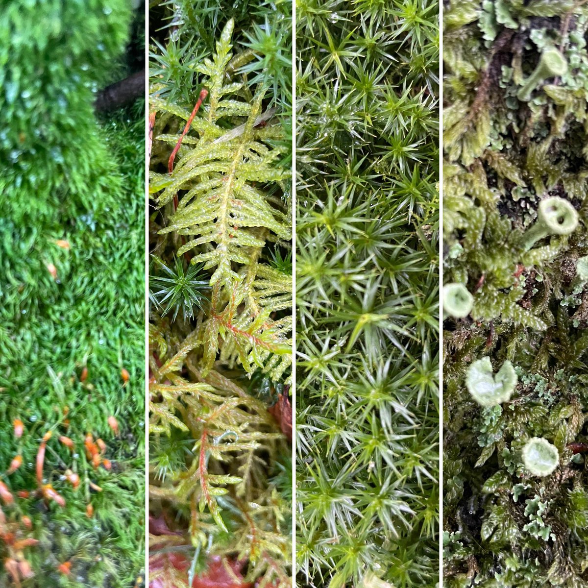 NVW5HL's tweet photo. Met het sombere weer is er in het bos nog steeds wel groen te vinden. Daar zorgen mossen wel voor. Klauwtjesmos, laddermos, haarmos en kopjesbekermos zorgen bijvoorbeeld voor mooie groene dekens op de grond, op bomen of op stenen. https://t.co/KVuPeLLH0l