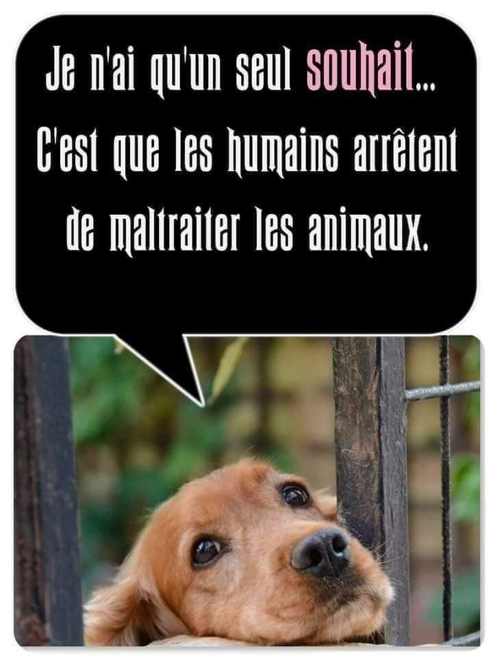 animaux_planete's tweet photo. Je n'ai qu'un seul souhait , C'est que les humains arrêtent de maltraiter les animaux 🙏💙 https://t.co/730fer9Ata