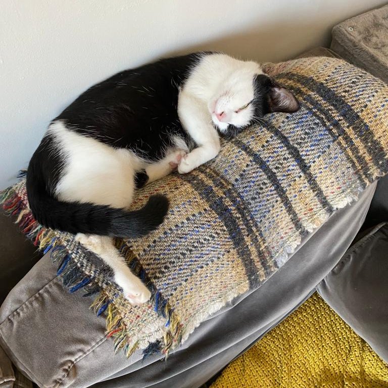 LDNCityKitties's tweet photo. 🌸 Meet Imelda, our sweet girl with the most enchanting eyes! 💕
She’s spent the last few months being an attentive parent and is now ready for her next phase in life! 

Find out more about her 👉https://t.co/X4cHecymrg #catoftheday #catsoftwitter #rescuekitties #adoptdontshop https://t.co/IEpnTAxplK