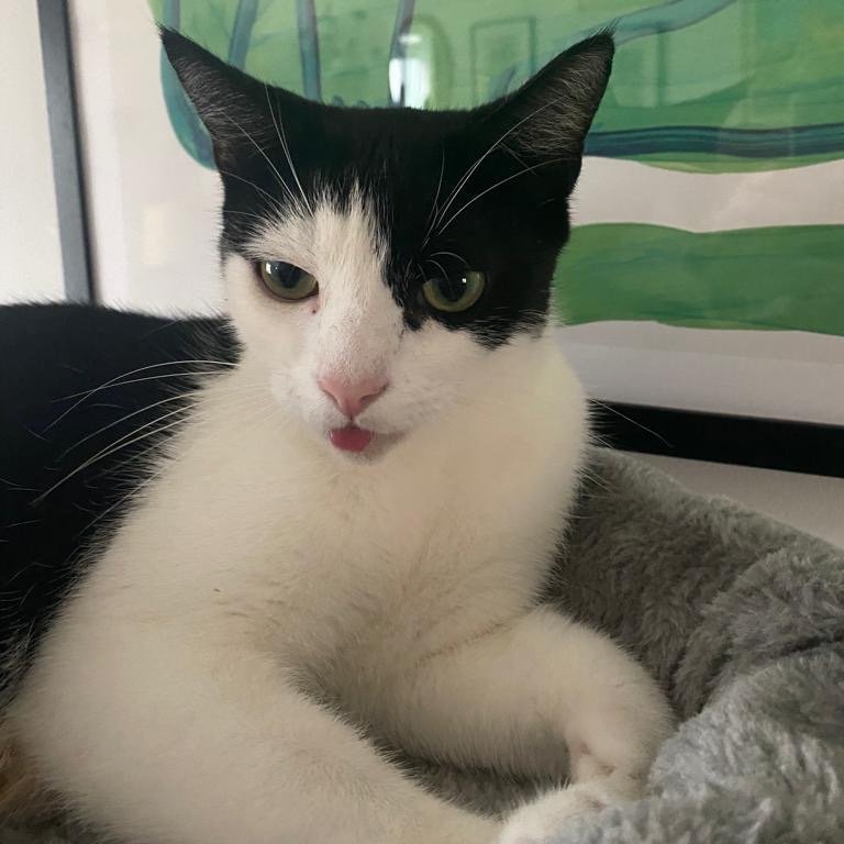 LDNCityKitties's tweet photo. 🌸 Meet Imelda, our sweet girl with the most enchanting eyes! 💕
She’s spent the last few months being an attentive parent and is now ready for her next phase in life! 

Find out more about her 👉https://t.co/X4cHecymrg #catoftheday #catsoftwitter #rescuekitties #adoptdontshop https://t.co/IEpnTAxplK