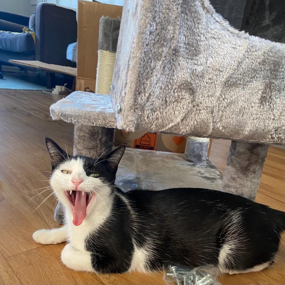 LDNCityKitties's tweet photo. 🌸 Meet Imelda, our sweet girl with the most enchanting eyes! 💕
She’s spent the last few months being an attentive parent and is now ready for her next phase in life! 

Find out more about her 👉https://t.co/X4cHecymrg #catoftheday #catsoftwitter #rescuekitties #adoptdontshop https://t.co/IEpnTAxplK