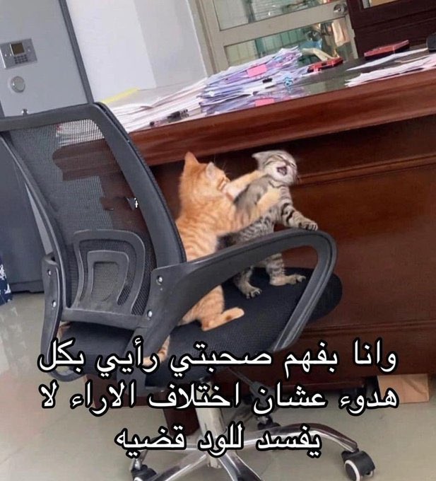 i meme it (@egymeme11) on Twitter photo 