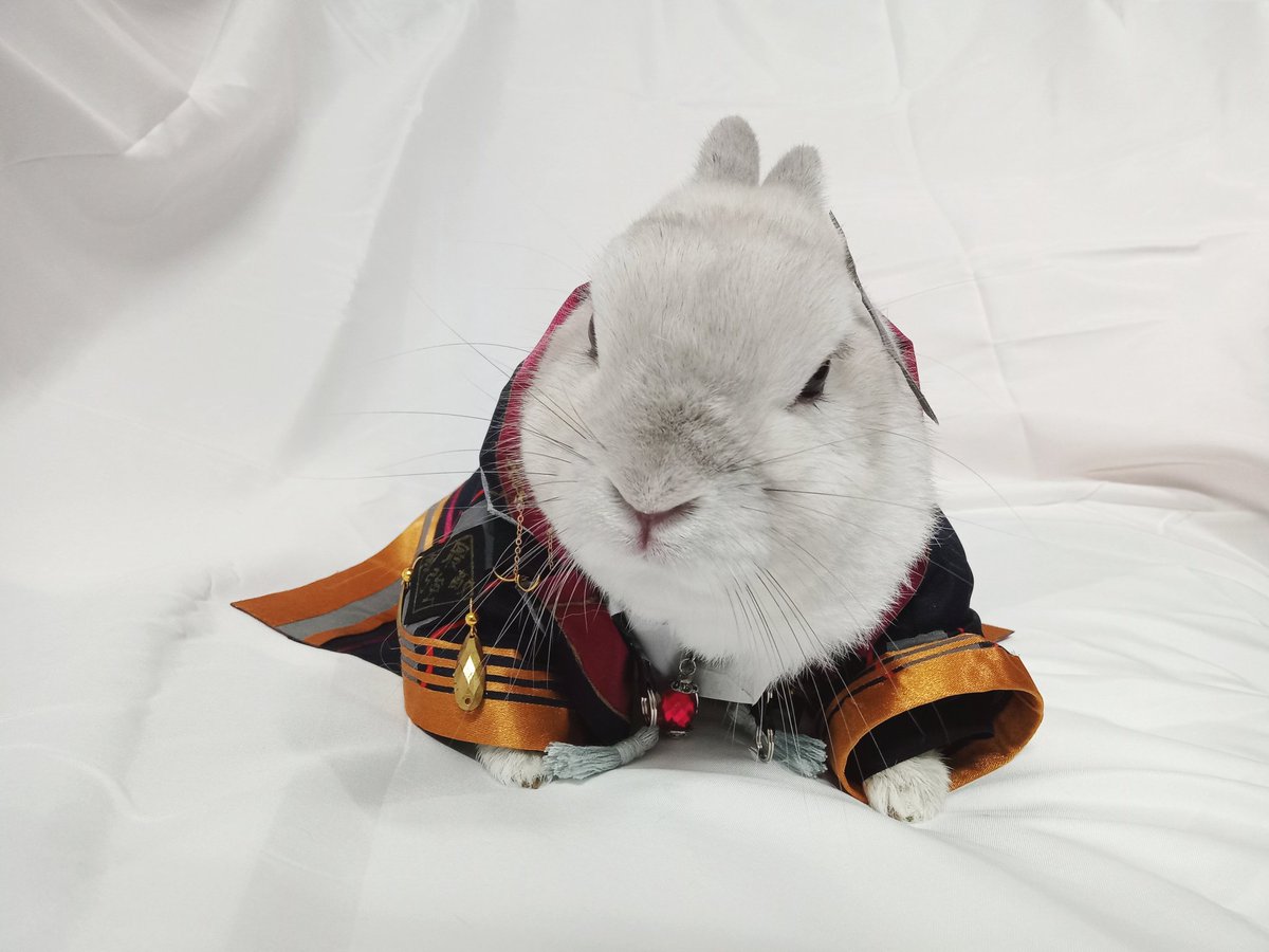 蘭萌皇🐰バイラン皇帝 tweet media