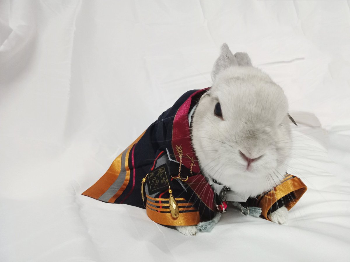 蘭萌皇🐰バイラン皇帝 tweet media