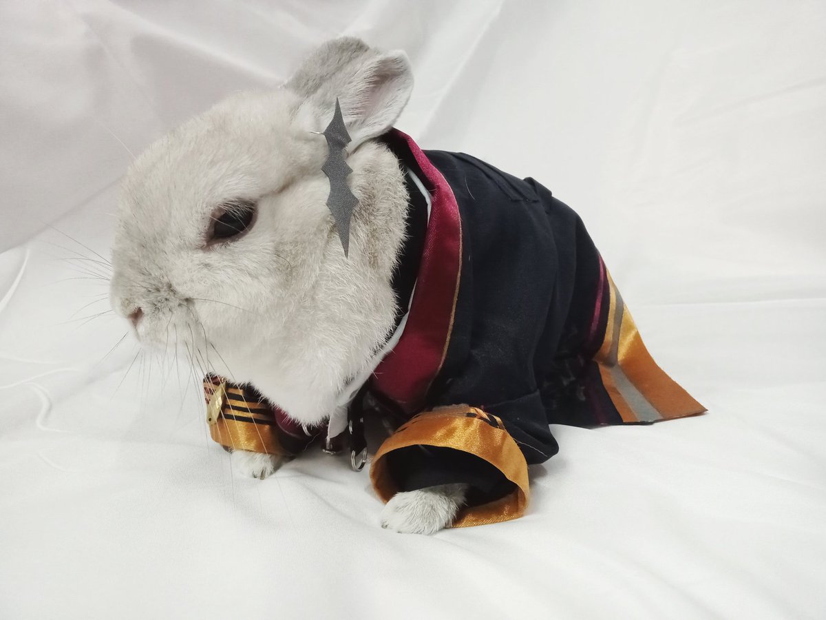 蘭萌皇🐰バイラン皇帝 tweet media